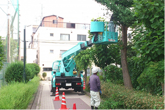 大木の枝打ち